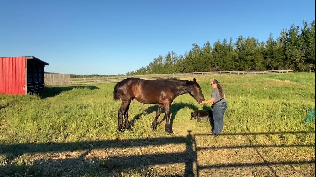 Leslie Horsemanship | 1890 Sooke Lake Rd, Shawnigan Lake, BC V0R 2W3, Canada | Phone: (250) 806-0287