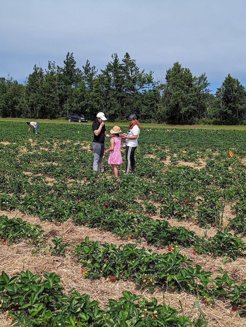 Poirier Strawberry Farm | 11 Chem. Poirier, Saint-Édouard-de-Kent, NB E4S 4T9, Canada | Phone: (506) 743-2922