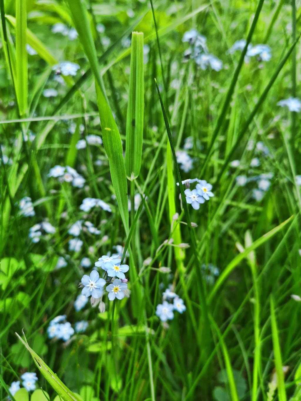 Nature Therapy Trail | Tuclor Ln, Markham, ON L3P 3C6, Canada