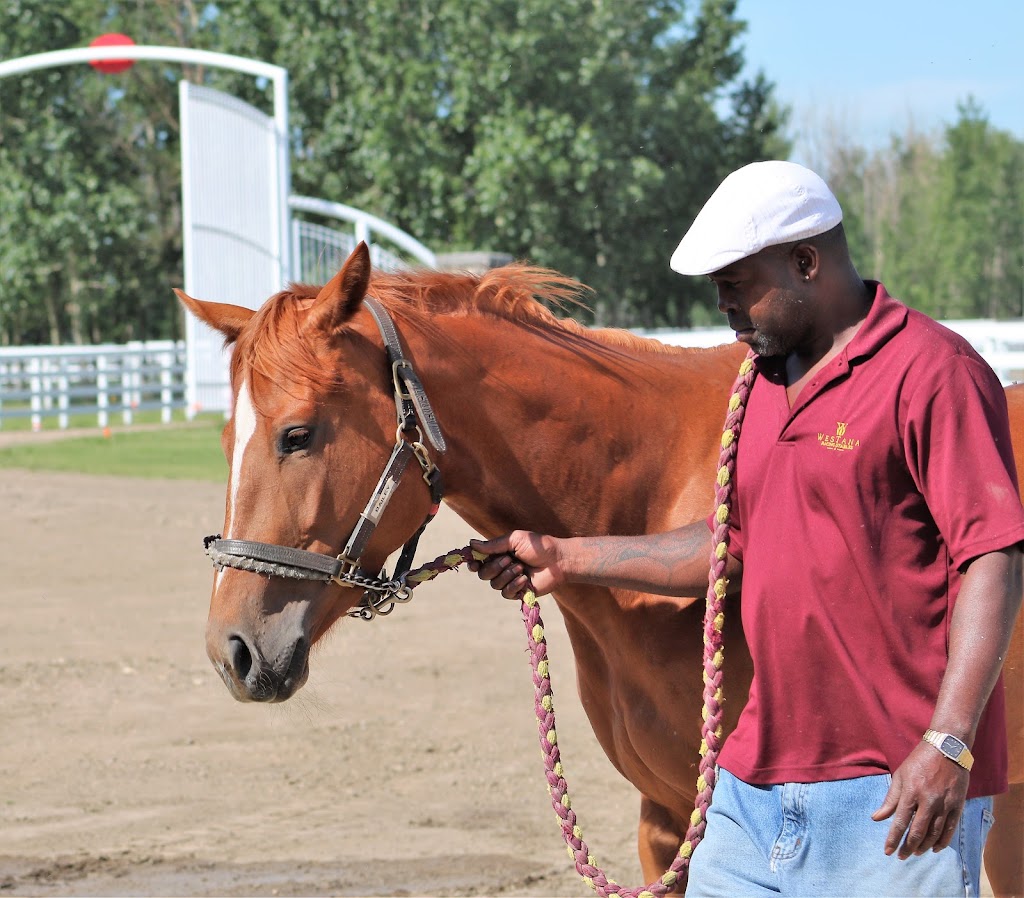 Westana Equine Rehabilitation & Conditioning Centre | Range Rd 211, Redwater, AB T0A 2W0, Canada | Phone: (780) 736-3537