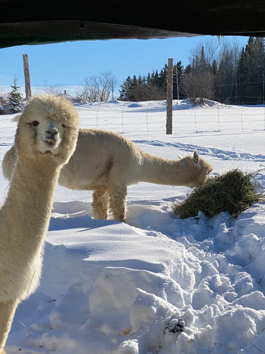 Ferme MarieBob | 104 Rue de la Frontière E, Rivière-Bleue, QC G0L 2B0, Canada | Phone: (418) 551-5766