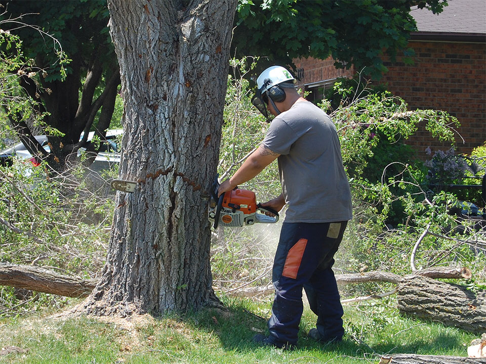 Alexander Tree Care | 351 Waratah Ave, Newmarket, ON L3Y 5J3, Canada | Phone: (905) 505-2577