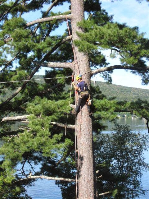 Arboriculture Nicolas Gosselin | 204 Chemin des Ormeaux, Sainte-Catherine-de-la-Jacques-Cartier, QC G3N 0T8, Canada | Phone: (418) 559-5690