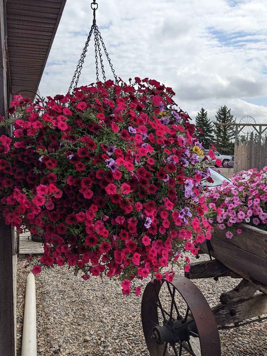 Country Blooms Garden Centre | 4 90008 RGE RD 210, Lethbridge County, AB T1J 5R9, Canada | Phone: (403) 331-5660