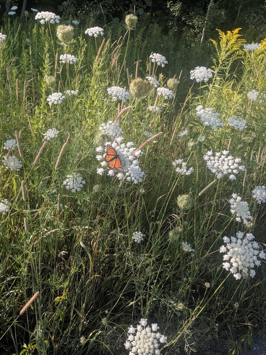 Réserve naturelle Marie-France-Pelletier | 550 Chemin des Prairies, Joliette, QC J6E 8T8, Canada