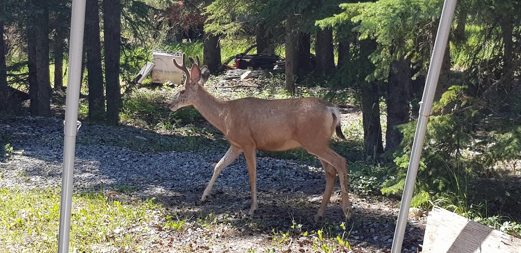 Bragg Creek Trading Post Ltd | 117 White Ave, Bragg Creek, AB T0L 0K0, Canada | Phone: (403) 949-3737