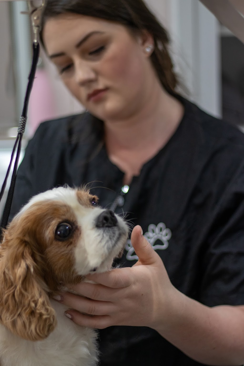 The Groomery Dog Spa | 1275 242 St, Langley, BC V2Z 1L2, Canada | Phone: (778) 246-3647