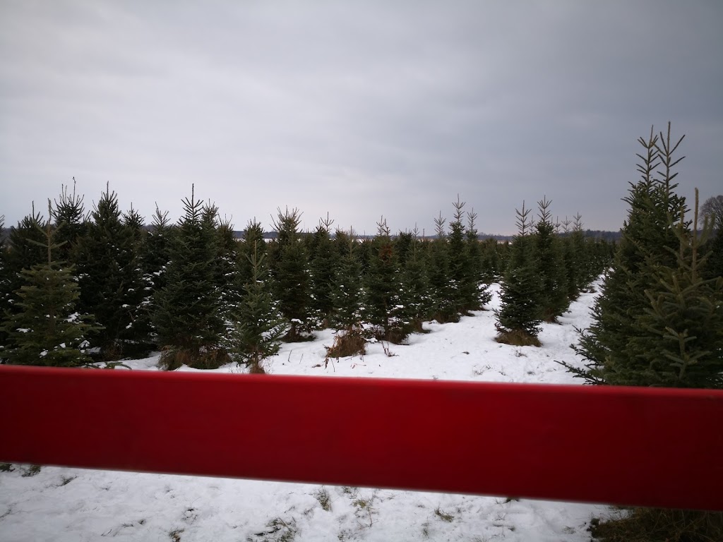 MacGowans Christmas Tree Farm | 4611 Mohrs Rd, Kinburn, ON K0A 2H0, Canada | Phone: (613) 862-6835