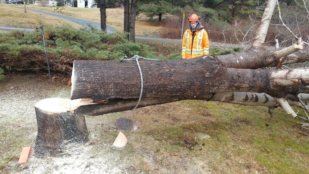 Dragonfly Tree Care | 7032 NS-340, Weaver Settlement, NS B0W 3T0, Canada | Phone: (902) 247-9021