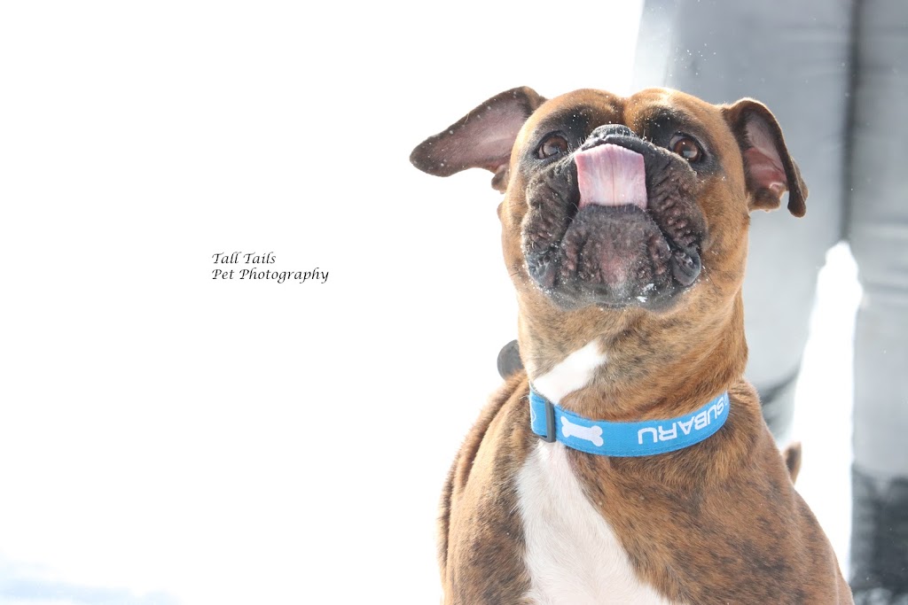 Tall Tails Pet Photography | 107 High St, Sutton, ON L0E 1R0, Canada | Phone: (905) 960-1907