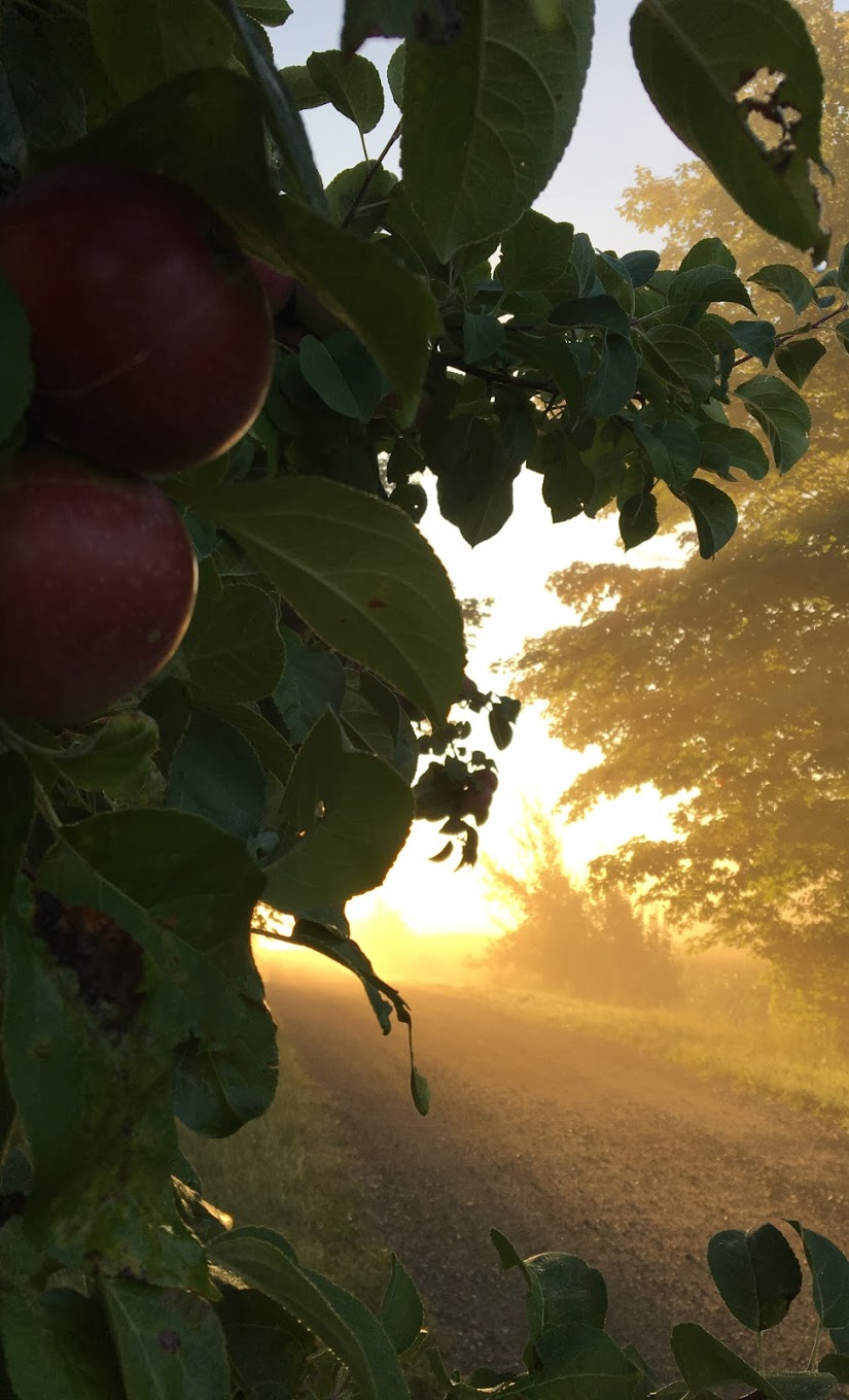 Verger Heath Orchard | 4950 Chem. Heath, Stanstead, QC J0B 3E0, Canada | Phone: (819) 876-2817