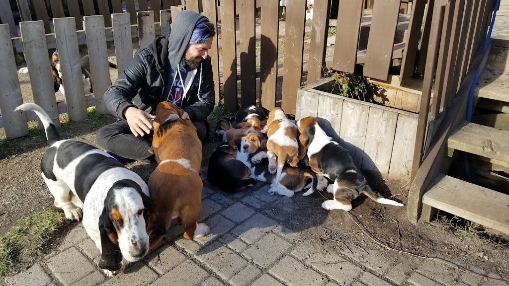 Rivière Verte Bassets | 34 Chem. du Coteau des Érables, LIsle-Verte, QC G0L 1L0, Canada | Phone: (418) 863-3998