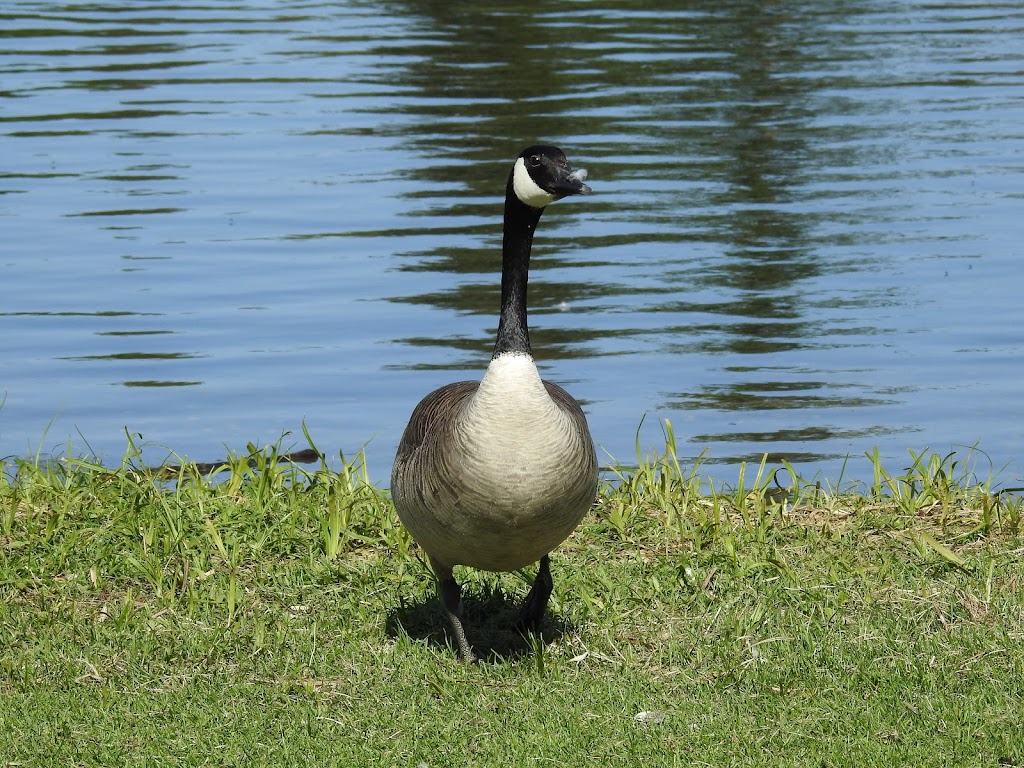 Beaumont fish pond | Fish pond, Beaumont, AB T4X 1P7, Canada | Phone: (403) 392-1185