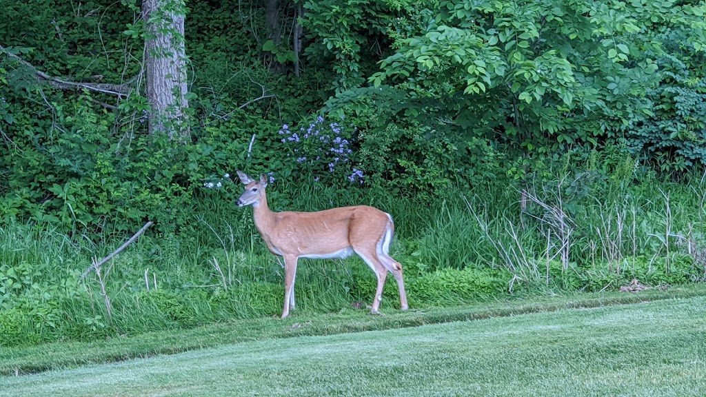 Scarboro Golf and Country Club | 321 Scarborough Golf Club Rd, Scarborough, ON M1J 3H2, Canada | Phone: (416) 266-4546