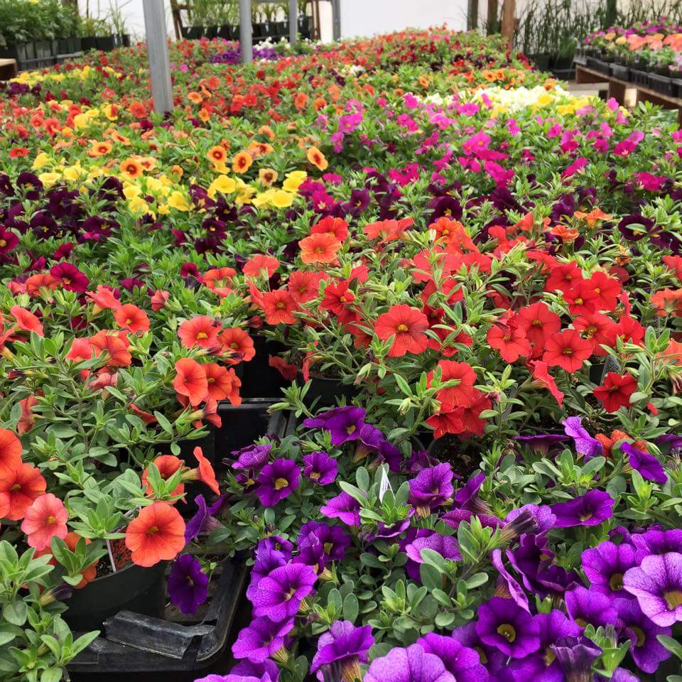 Bellis Garden and Greenhouses | 60106 Range Rd 152, Bellis, AB T0A 0J0, Canada | Phone: (780) 636-2669