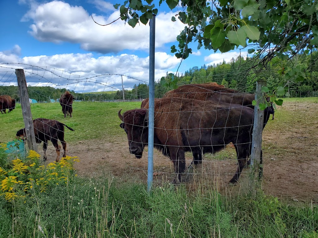 La Terre des Bisons | 6855 Chem. Parkinson, Rawdon, QC J0K 1S0, Canada | Phone: (450) 834-6718