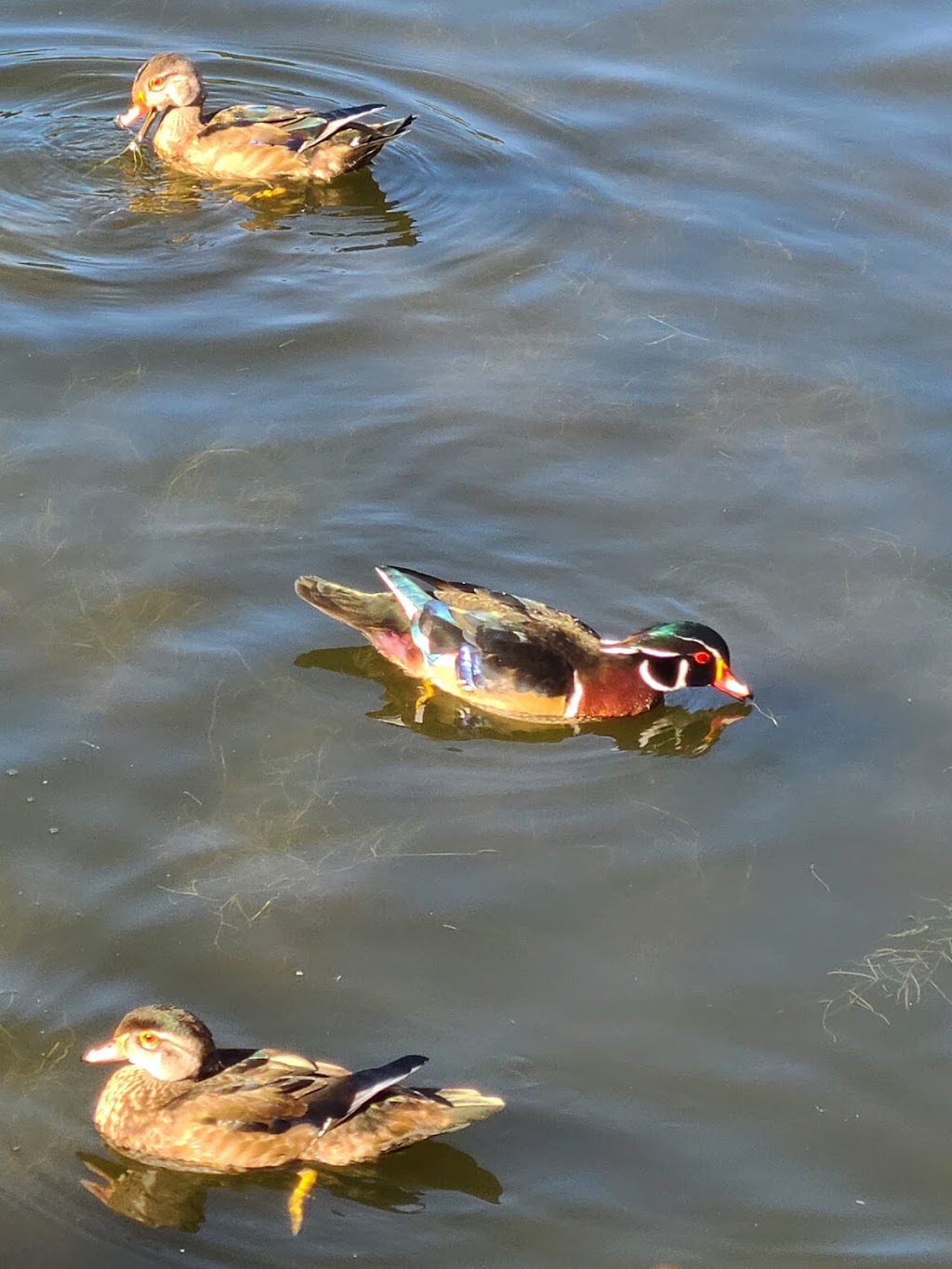 Grenadier Pond | High Park-Swansea, Toronto, ON M6S, Canada | Phone: (416) 721-2012