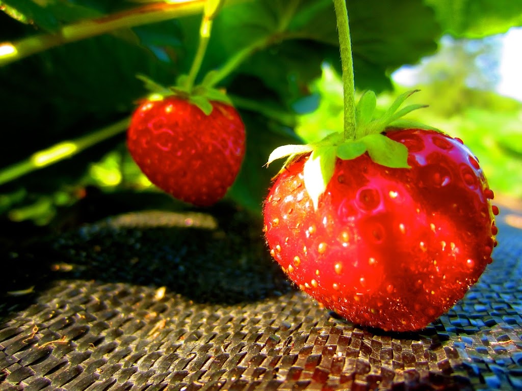 Fat Chance Farmstead, Kingston CSA Farm, Organic Strawberries | 3711 County Rd 38, Harrowsmith, ON K0H 1V0, Canada | Phone: (613) 539-5569