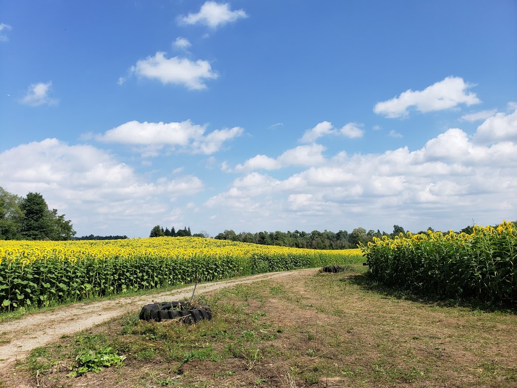 Campbells Cross Farm (Sunflowers Open August 2021) | 3634 King St, Inglewood, ON L7C 0R5, Canada | Phone: (416) 294-7642