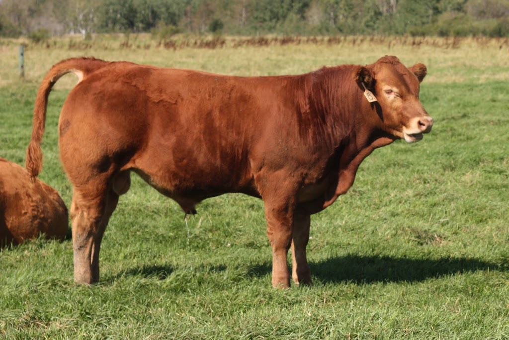 Cherway Limousin | Rd 6W,, Box 262, MB R0G 2J0, Canada | Phone: (204) 736-2878