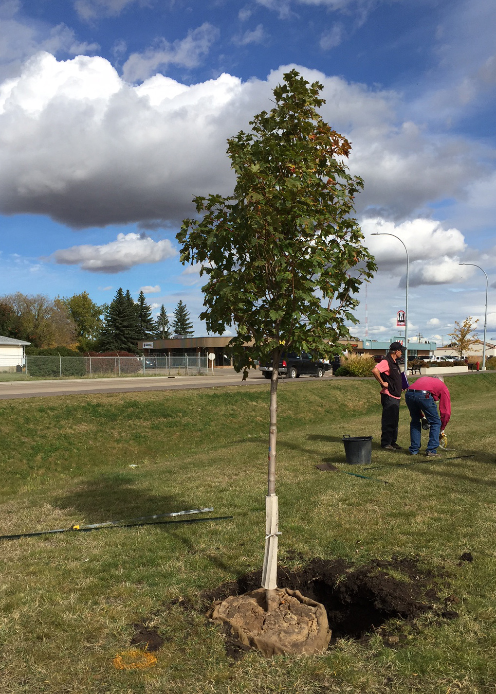 Arrowhead Nurseries Ltd. | 2503 211 Ave NE, Edmonton, AB T5Y 6P8, Canada | Phone: (780) 472-6260