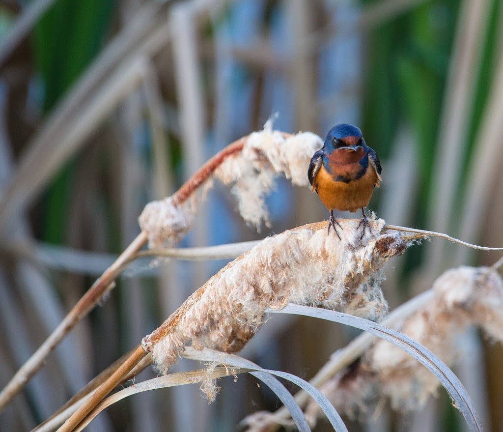 John E. Poole Wetlands | Unnamed Road, St. Albert, AB T5V, Canada