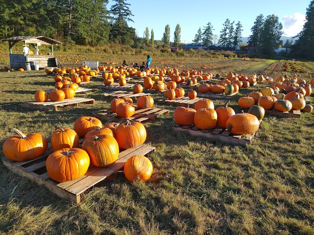 McNabs Corn Maze | 4613 Yellow Point Rd, Ladysmith, BC V9G 1G7, Canada | Phone: (250) 245-0666