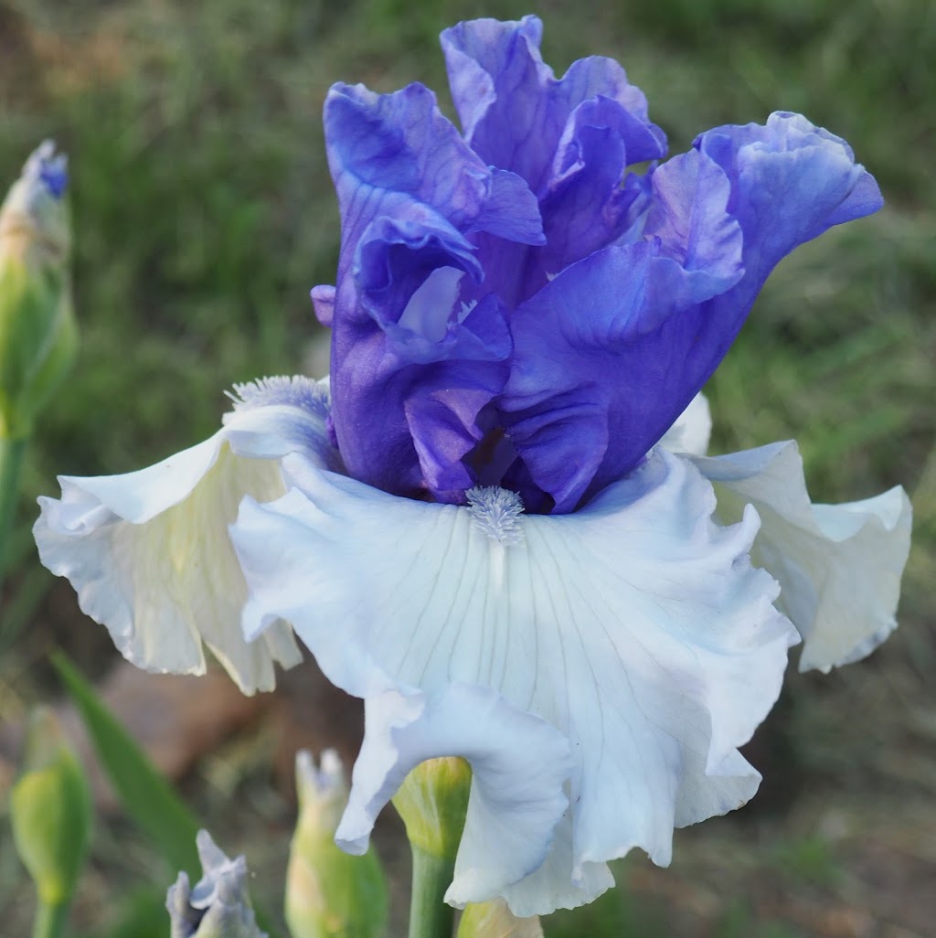 Hillside Irises | 2242 Ferko Rd, Cawston, BC V0X 1C2, Canada | Phone: (250) 499-1977