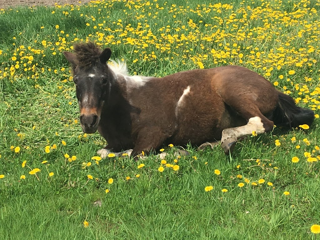 Maplewood Equestrian Centre | 3178 Dunning Rd, Sarsfield, ON K0A 3E0, Canada | Phone: (613) 510-1200