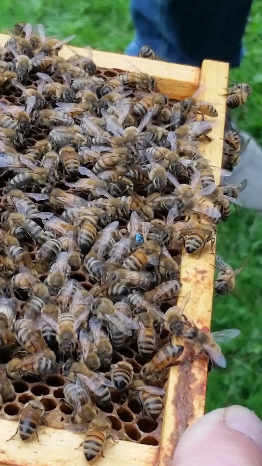 University Of Guelph Beekeeping Lab | 308 Stone Rd E, Guelph, ON N1G 2W1, Canada | Phone: (519) 836-8897