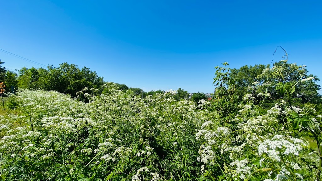 Parc du Boisé-Jean-Milot | 7084 Rue Jean-Milot, Montréal, QC H1M 3G7, Canada | Phone: (514) 872-0311