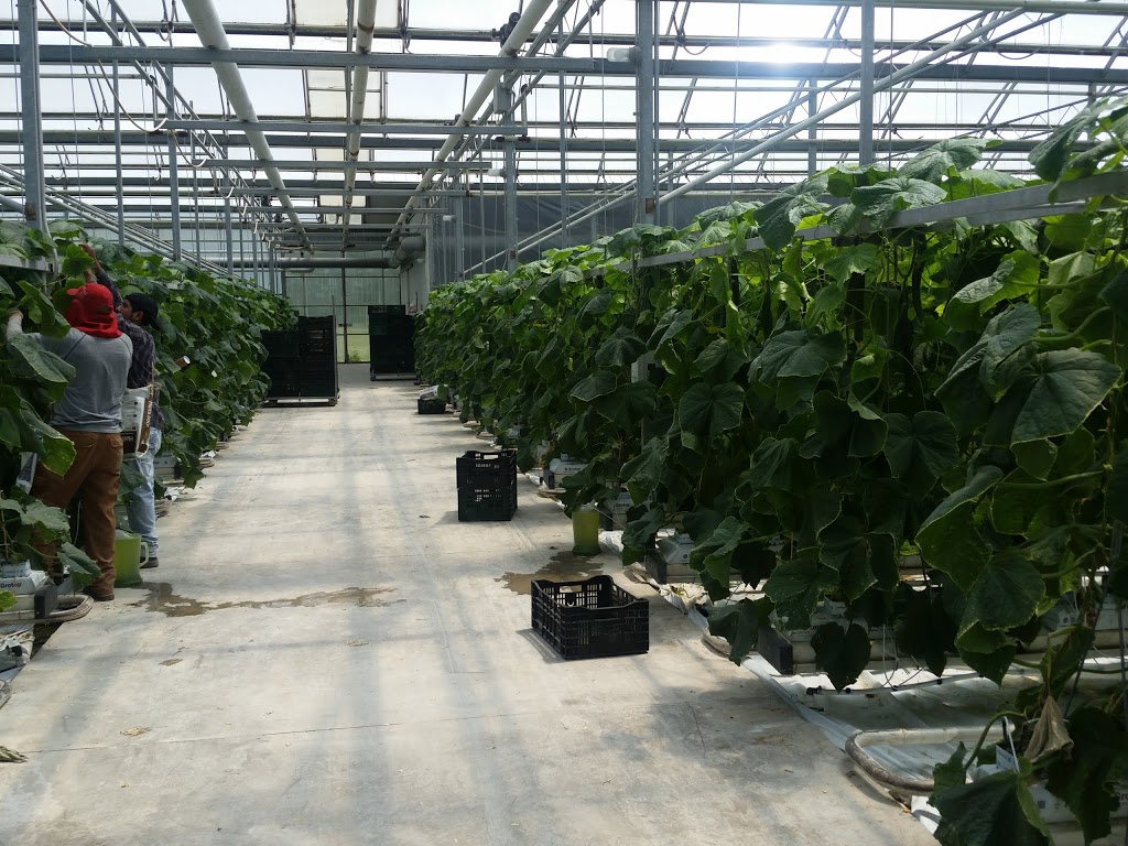 Enature Greenhouses Inc. | 87 Carlise Rd, Carlisle, ON L0R 1H0, Canada | Phone: (905) 690-8555