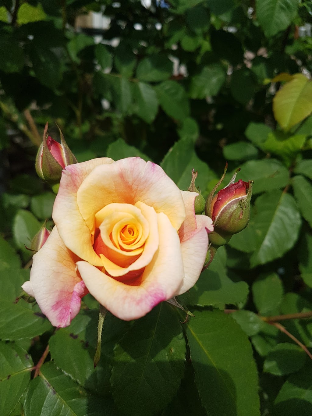 Centennial Rose Garden | Coquitlam Lawn Bowling, 640 Poirier St, Coquitlam, BC V3J 6B1, Canada | Phone: (604) 927-6300