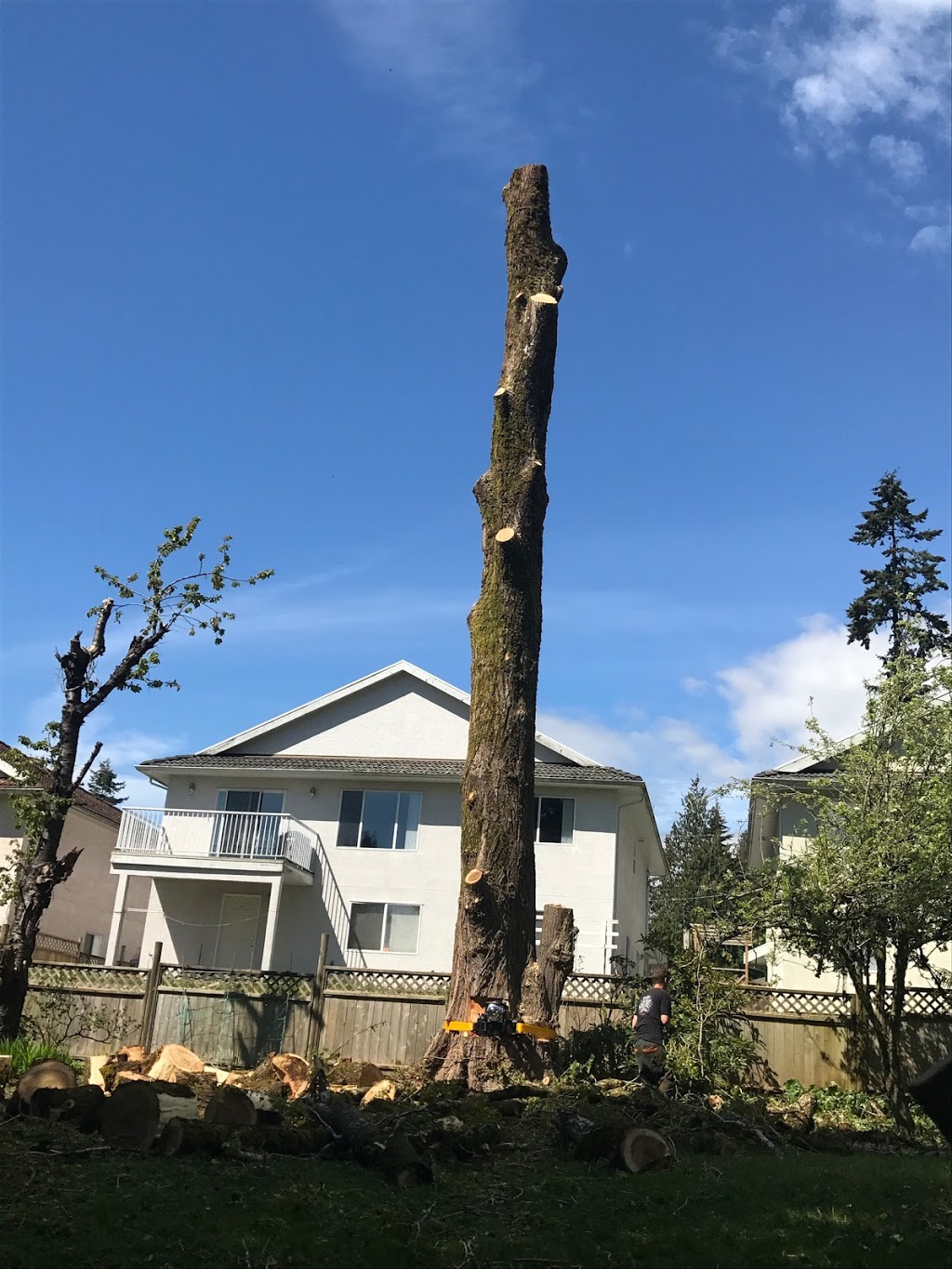 Give and Take Tree Service | 11125 232 St, Maple Ridge, BC V2X 1P3, Canada | Phone: (778) 872-8406