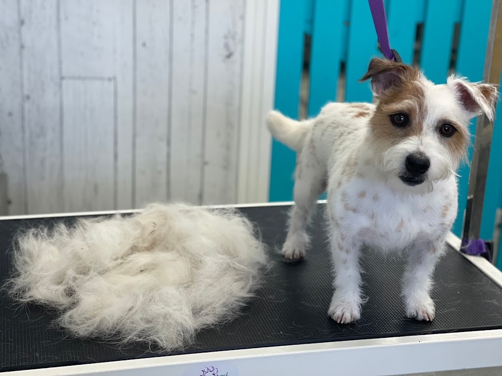 Ayros Dog Grooming Salon | 722 12th St, New Westminster, BC V3M 2N1, Canada | Phone: (778) 223-4424