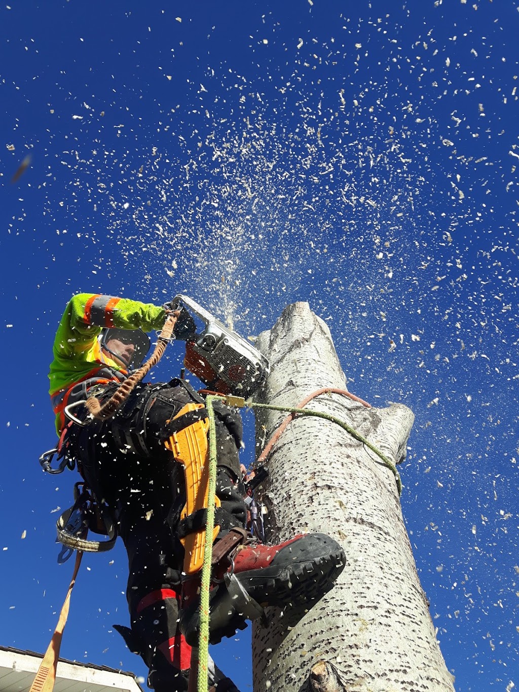 Second Nature Tree Care | 929 16 St S, Lethbridge, AB T1J 3C1, Canada | Phone: (403) 915-3986