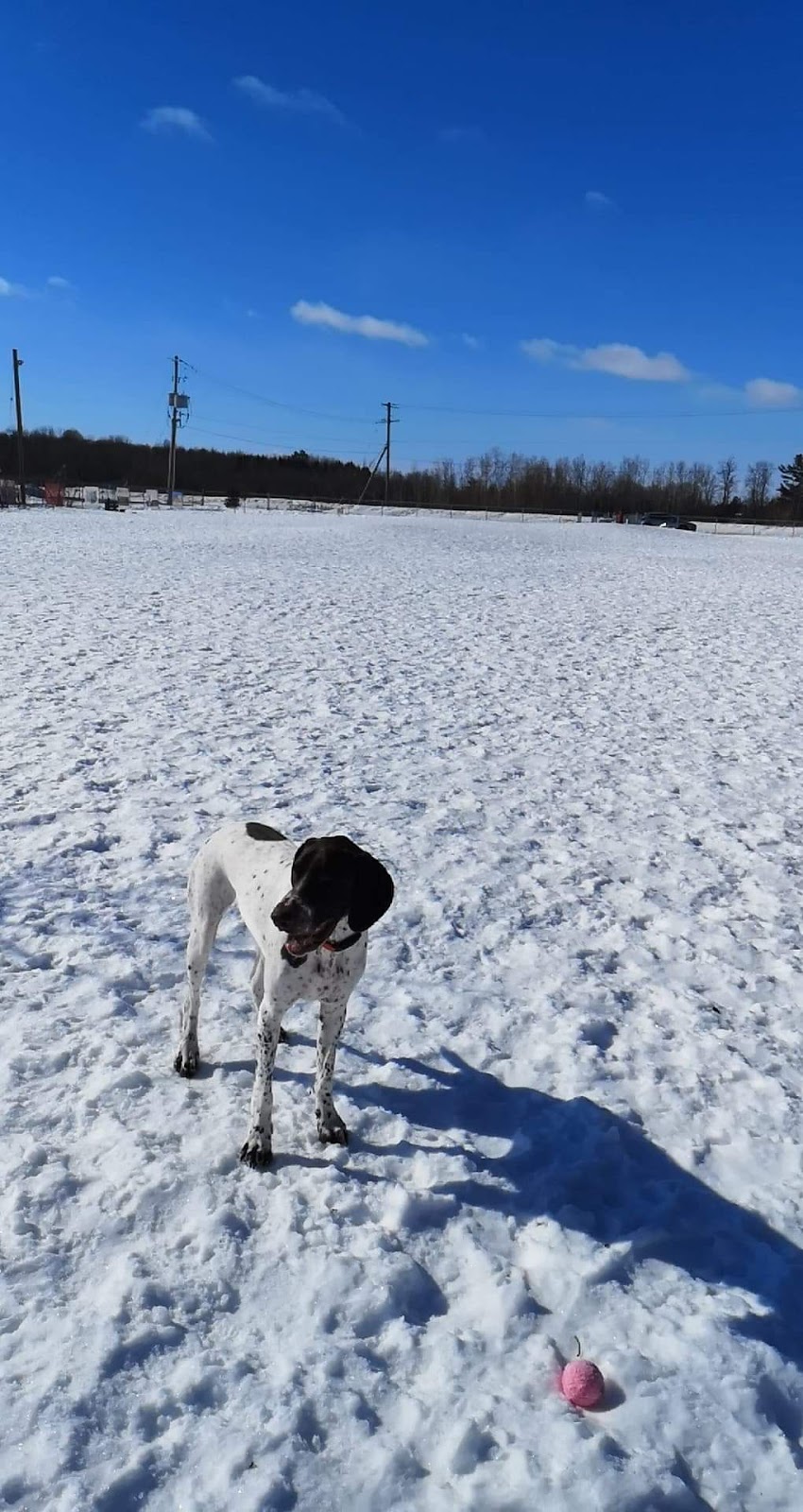 Parc canin Dog Park | 550 Notre Dame St, Russell, ON K4R 1E5, Canada | Phone: (613) 443-3066