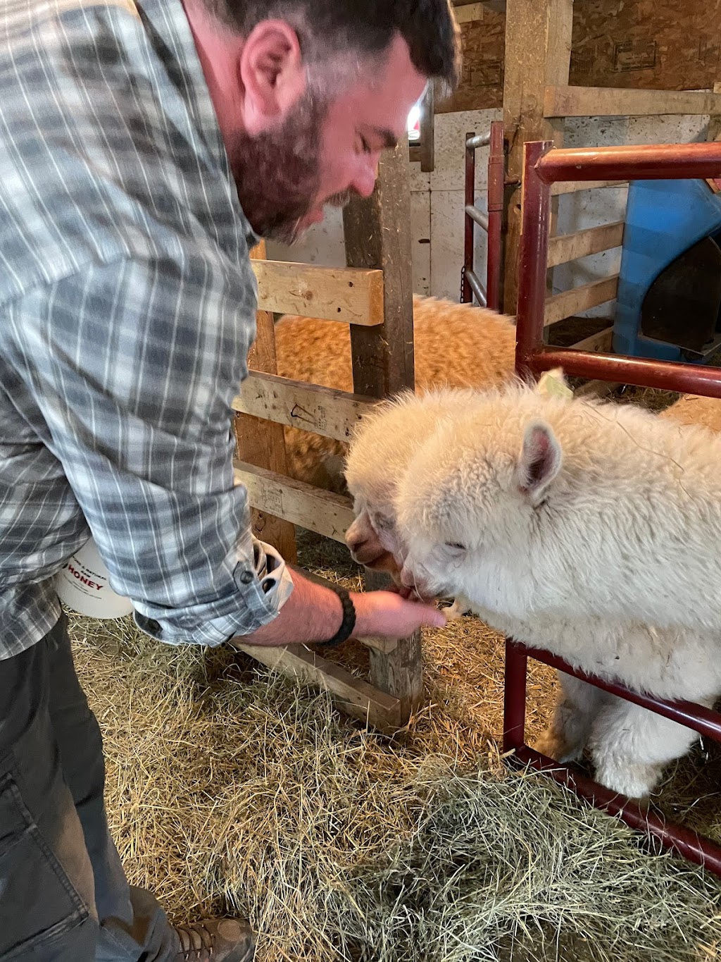 Kirk’s Alpaca Farm | Range Rd 255, Torrington, AB T0M 2B0, Canada | Phone: (403) 412-9166