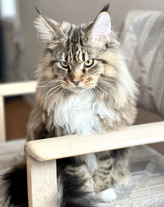 Adora Coon. Maine Coon Cattery | River Rd E, Wasaga Beach, ON L9Z 2M1, Canada | Phone: (416) 837-8537