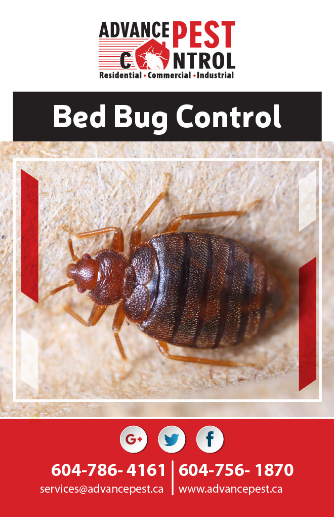 Pest Control Mission | 33764 Bowie Dr, Mission, BC V2V 7S3, Canada | Phone: (604) 786-4161