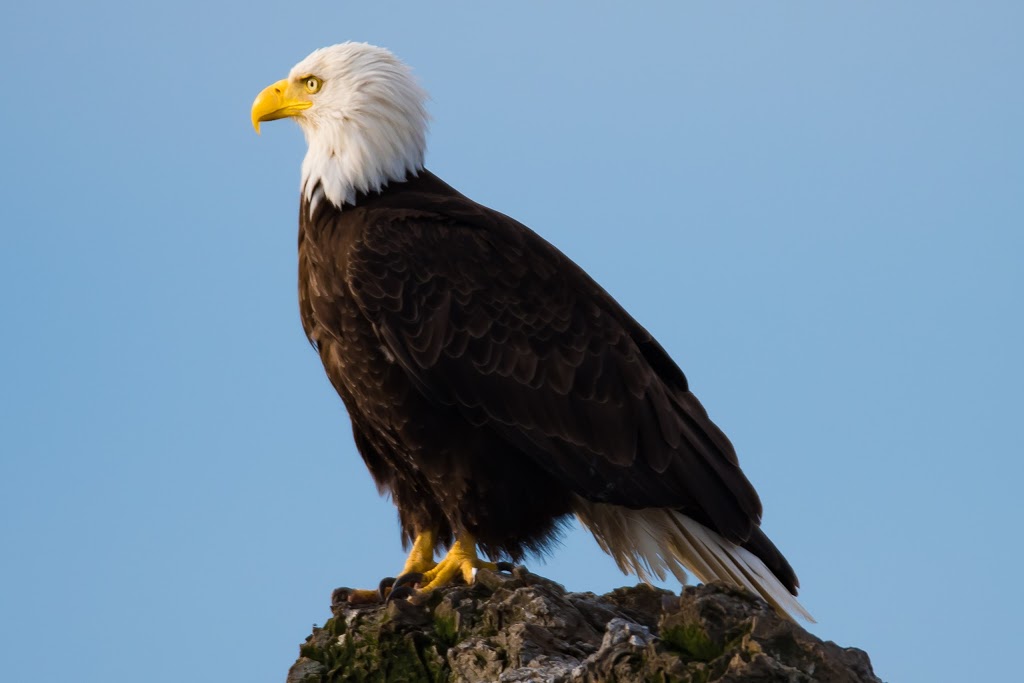 Spirit of Orca Whale Watching & Wildlife Tours | Spring Street Landing, Friday Harbor, WA 98250, USA | Phone: (360) 378-0302