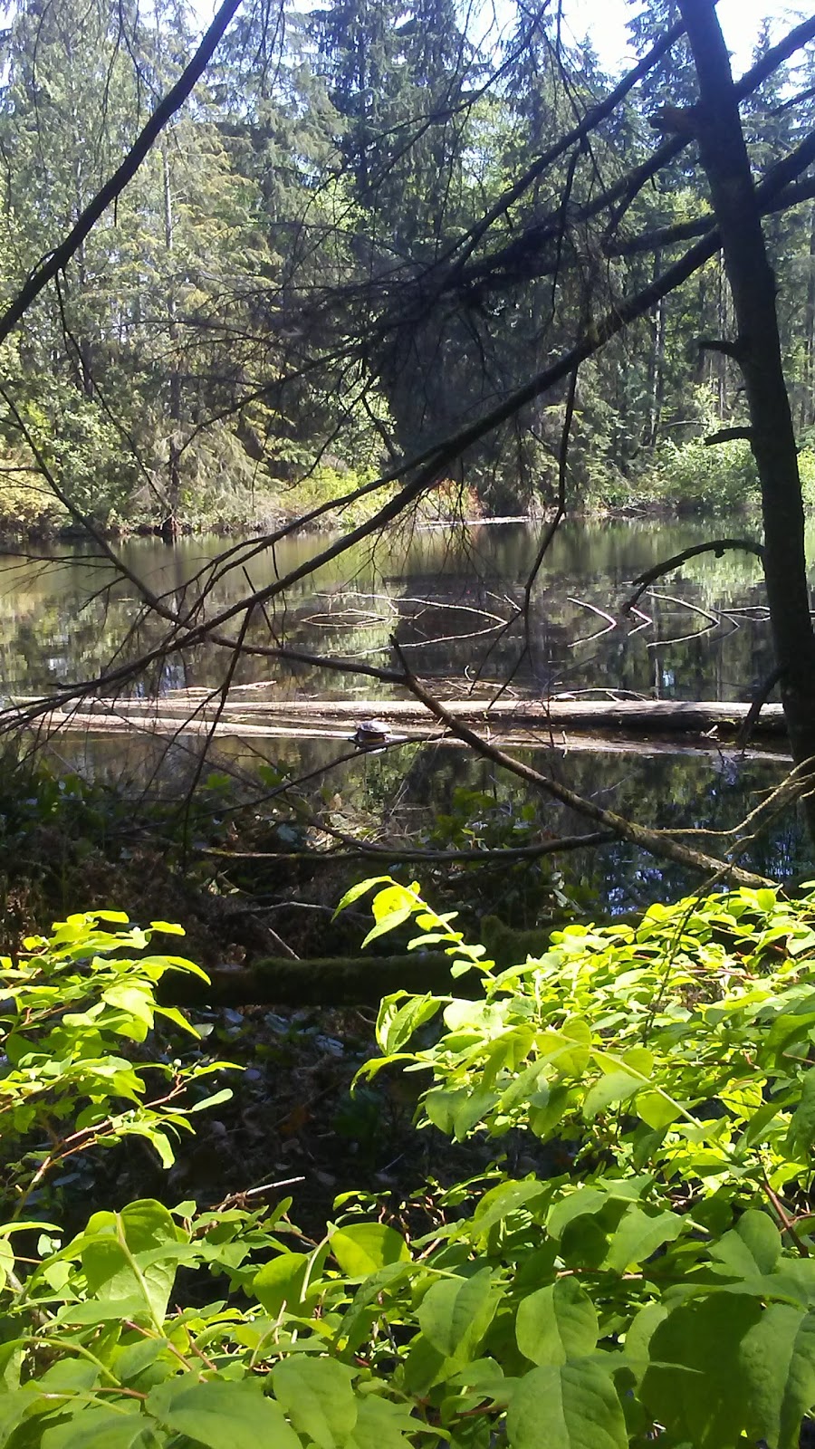 Mundy Park Bike Skills Trail - Beginner Loop | Mariner Way, Coquitlam, BC V3K 1N4, Canada | Phone: (604) 927-3000