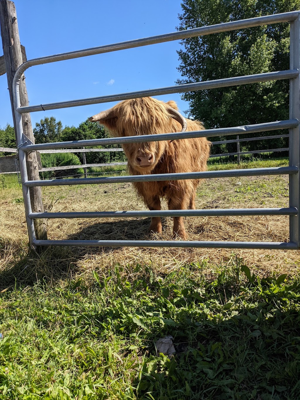 Ferme La Rouquine Inc | Rang Sainte-Famille, Chicoutimi, QC G7H 7W4, Canada | Phone: (418) 549-6850