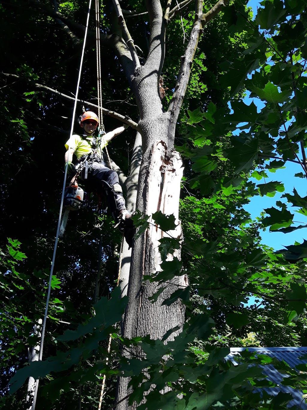 Out Of Your Tree Care | 465 St Patrick St W, Fergus, ON N1M 1P6, Canada | Phone: (226) 820-3611