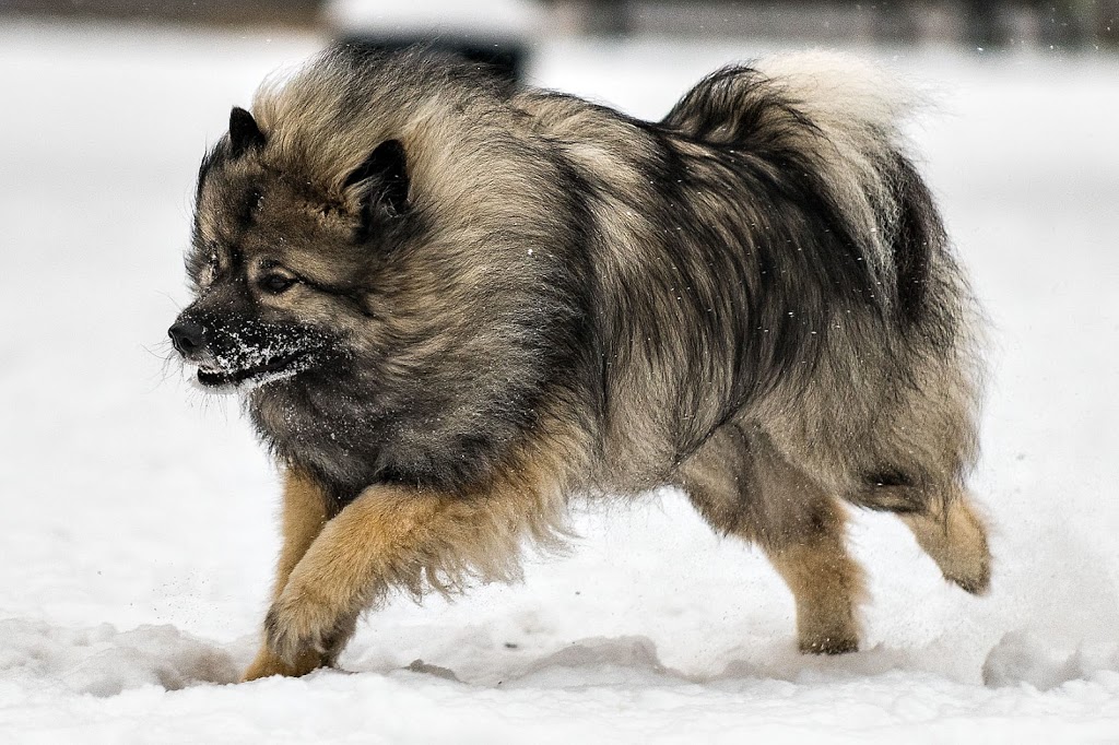 Sault-au-Récollet dog park | 13070 Avenue Charton, Montréal, QC H2B 2E1, Canada | Phone: (514) 743-5735