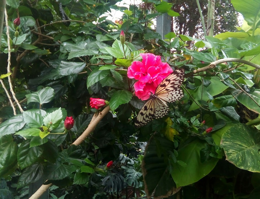 Cambridge Butterfly Conservatory | 2500 Kossuth Rd, Cambridge, ON N3H 4R7, Canada | Phone: (519) 653-1234