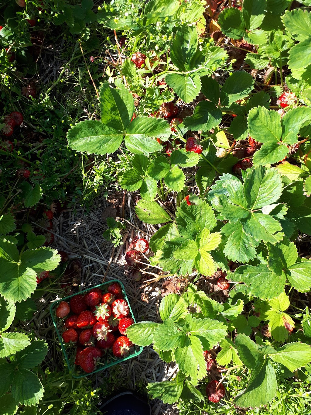 Austins Strawberries | 2591 Cockshutt Rd, Waterford, ON N0E 1Y0, Canada | Phone: (519) 443-5837