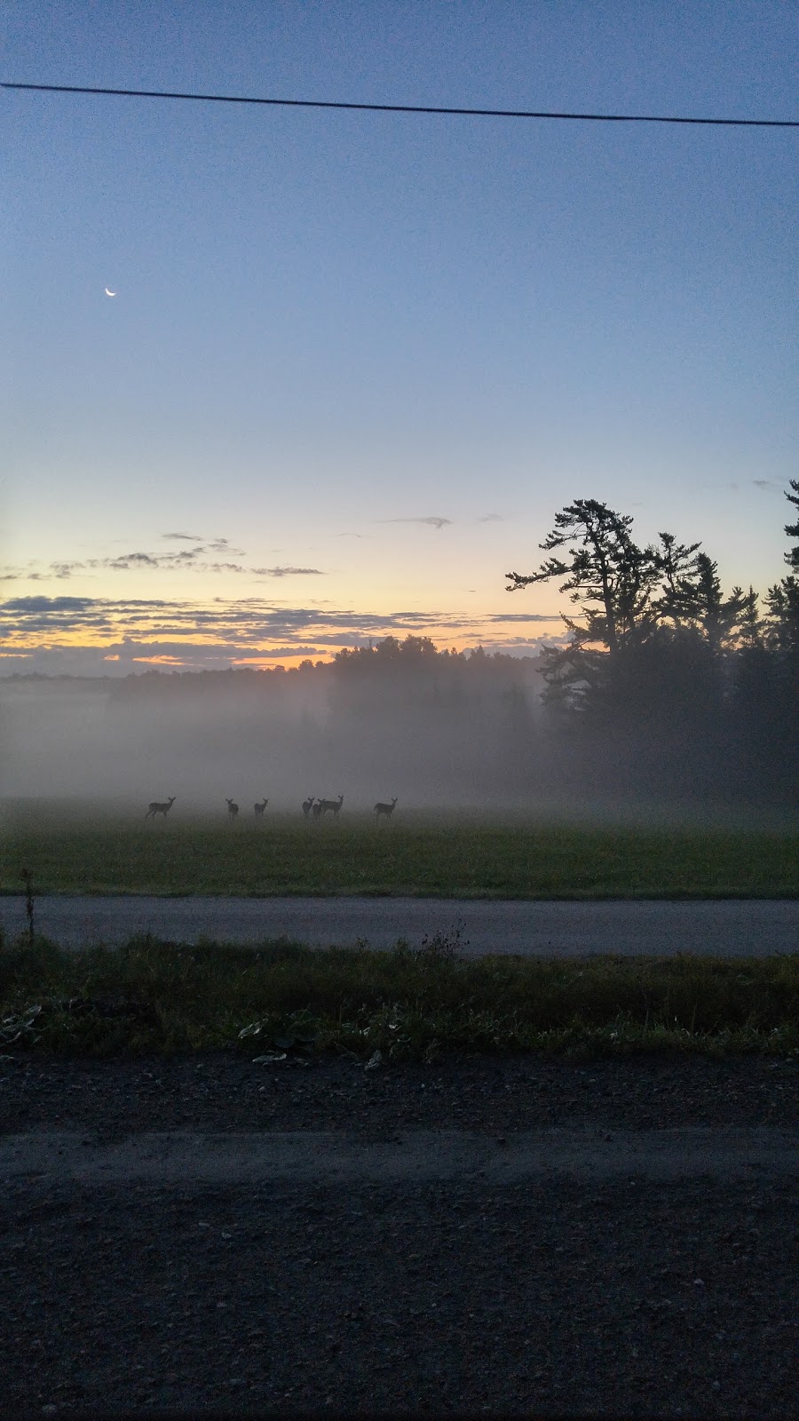 Ferme Greenhill | 5323 Chem. Nichol, Waterville, QC J0B 3H0, Canada | Phone: (819) 565-0728