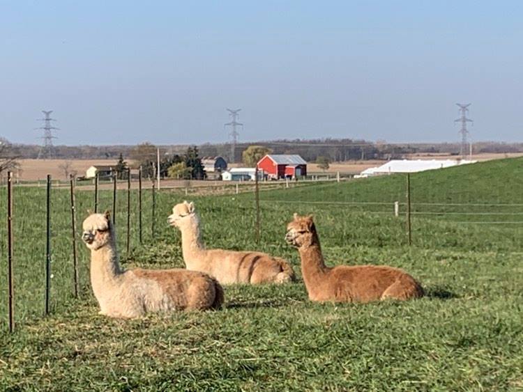 Stoneleigh Farm Alpacas | 9556 Charlton Dr, Denfield, ON N0M 1P0, Canada | Phone: (647) 654-1451