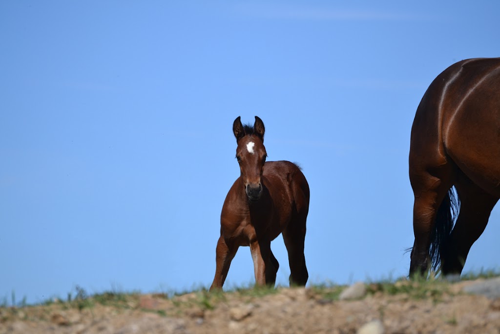 Charles Ranch Equine | 3700 BC-97C, Ashcroft, BC V0K 1A0, Canada | Phone: (250) 457-7426